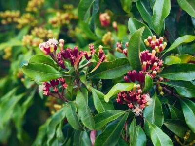 Cloves.  Cultivation of the plant, uses, properties and benefits