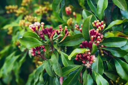 Cloves.  Cultivation of the plant, uses, properties and benefits