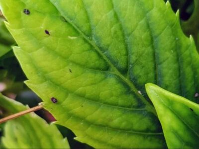 Ferric chlorosis and leaf yellowing
