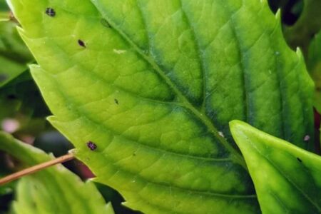 Ferric chlorosis and leaf yellowing