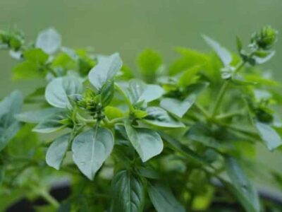 How to grow oregano