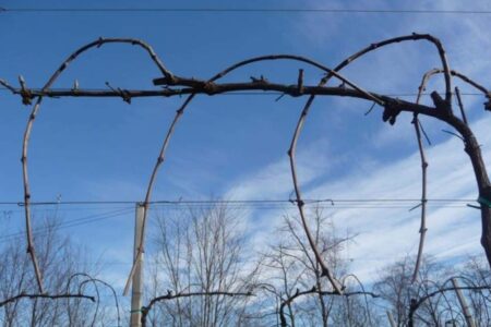 How to raise the vine in Sylvoz