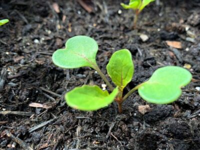How to sow rocket in the garden or in a pot