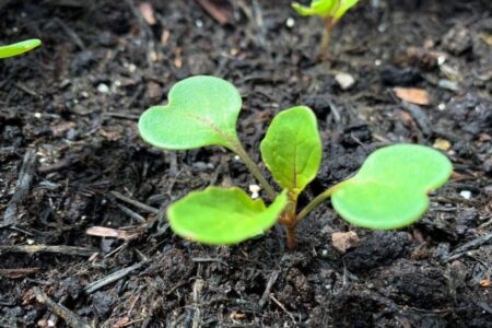 How to sow rocket in the garden or in a pot