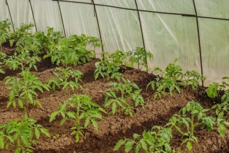 How and when to fertilize tomatoes in a biological way