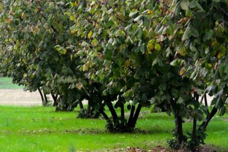 How to do the pruning of the hazelnut tree