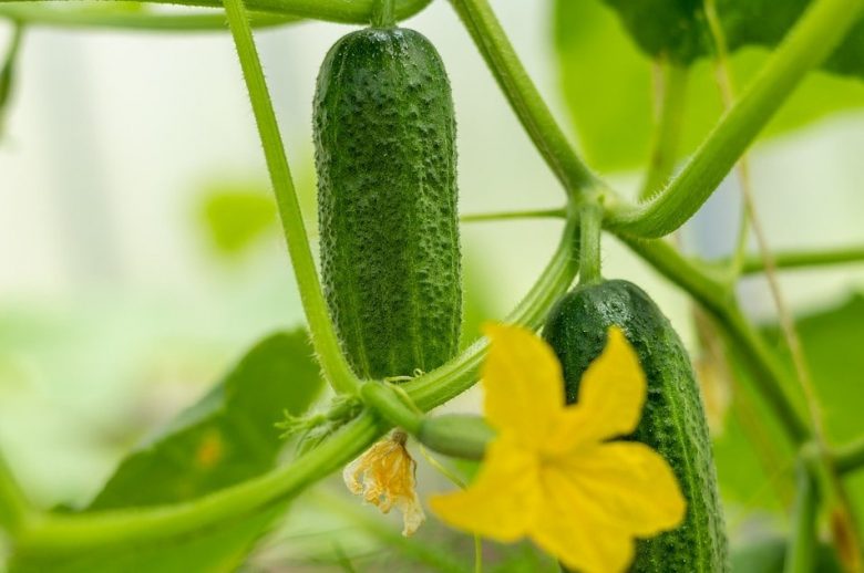 Cucumbers