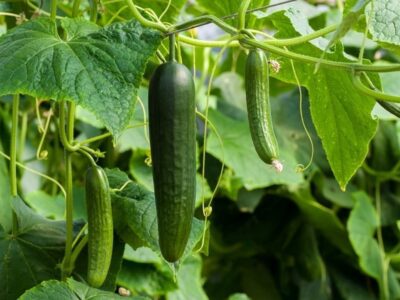 Cucumber (Cucumis sativus).  Characteristics, properties and uses