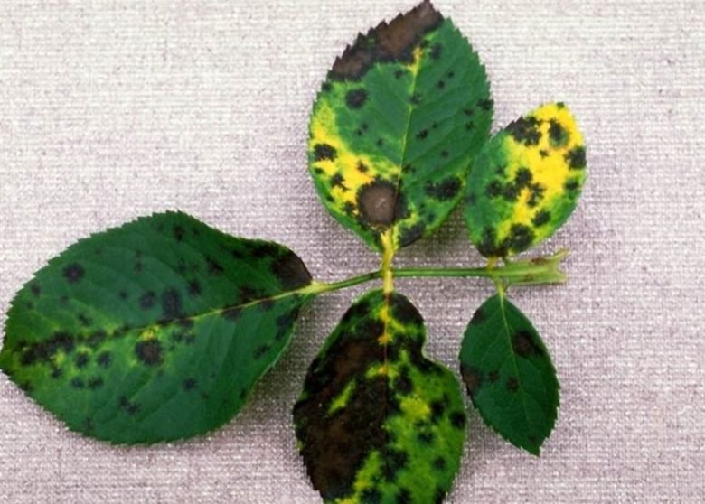 Downy mildew of roses