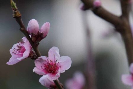 The Drupaceae.  The characteristics of the buds and branches