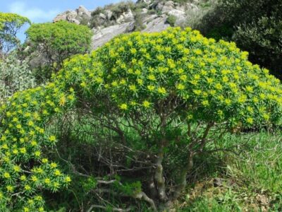 Tree spurge (Euphorbia dendroides)