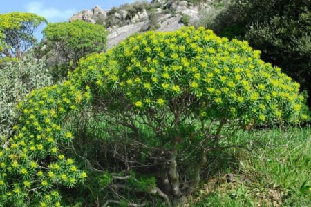 Tree spurge (Euphorbia dendroides)
