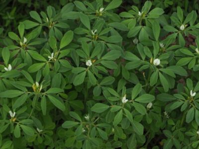 Fenugreek.  Sowing, cultivation and properties