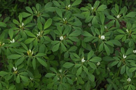 Fenugreek.  Sowing, cultivation and properties