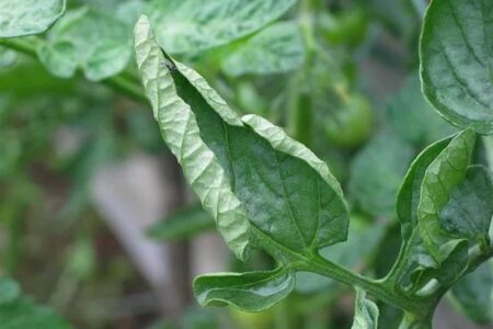 The curled leaves of tomatoes