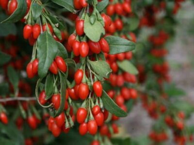 Goji berries.  Properties and health benefits