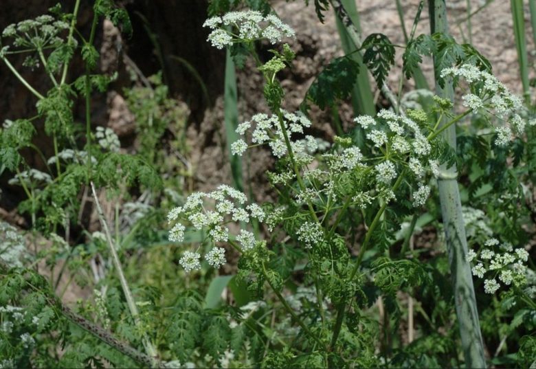 Hemlock