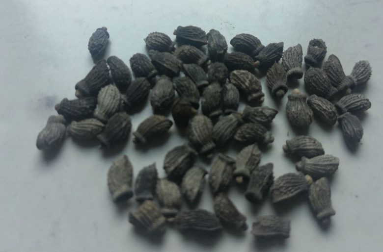 borage seeds