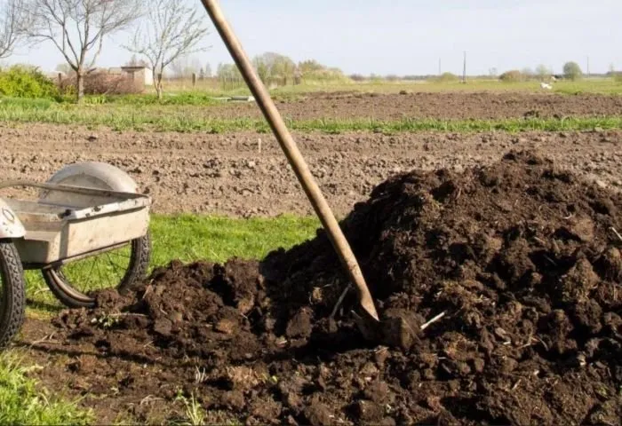 Manure to fertilize the vegetable garden
