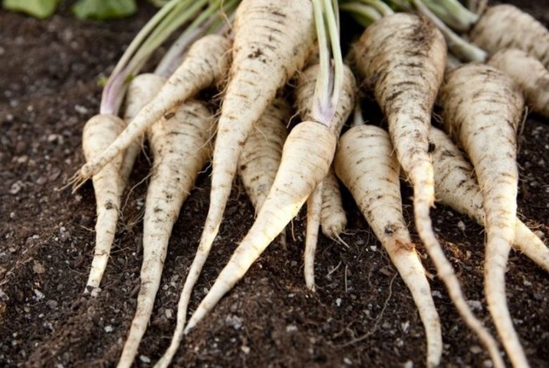 Parsnip