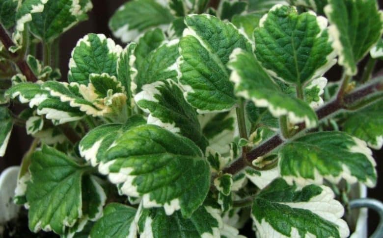 Incense plant