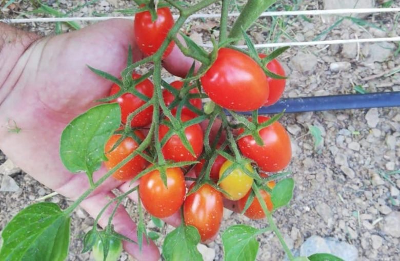 Piccadilly Tomatoes