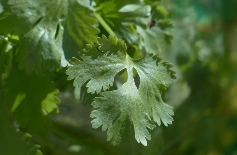 Coriander plant