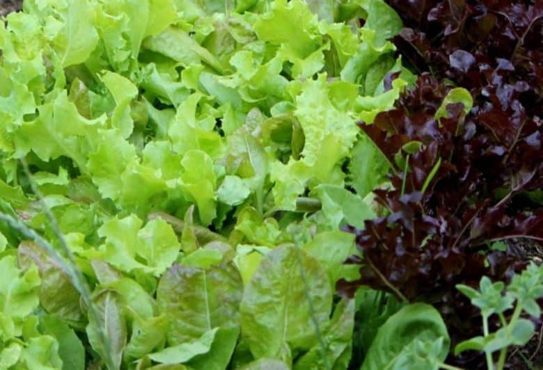 Variety of cut lettuce