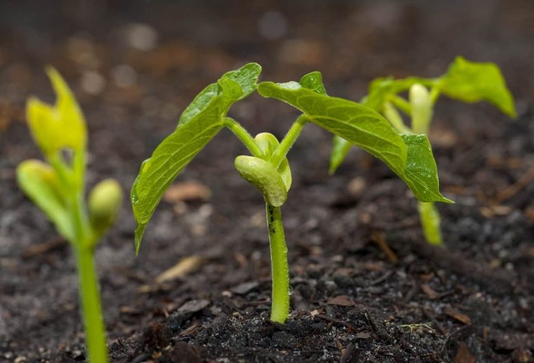 Sprout of green beans