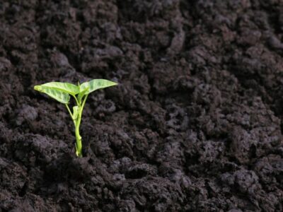The humus present in the soil