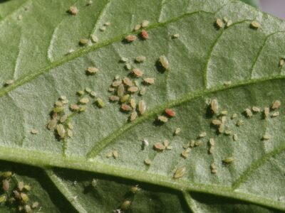 Green peach aphid (Myzus persicae).  Damage and biological defense