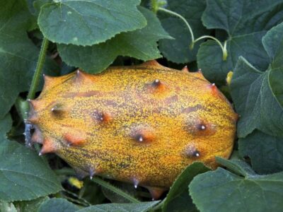 Kiwano (Cucumis metulifer).  Fruit cultivation and properties