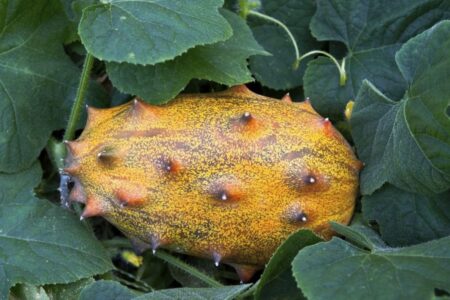 Kiwano (Cucumis metulifer).  Fruit cultivation and properties