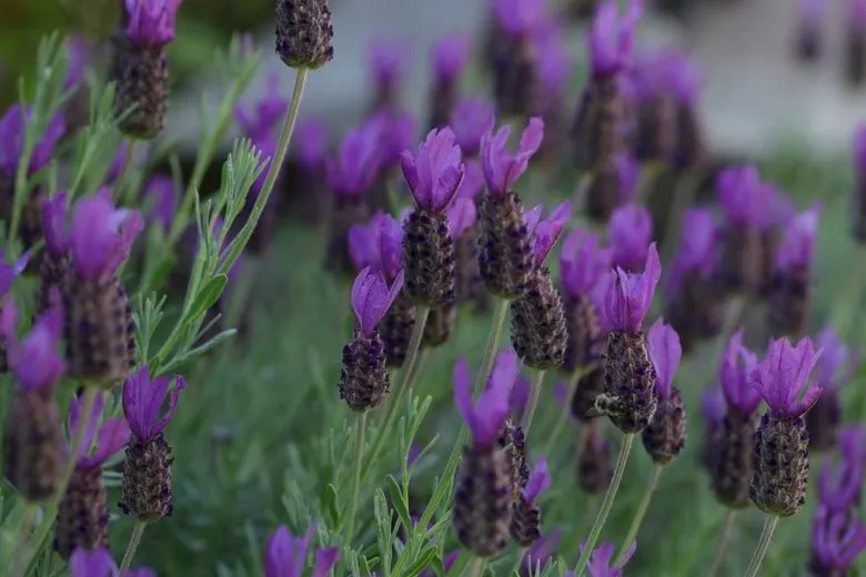 Wild lavender