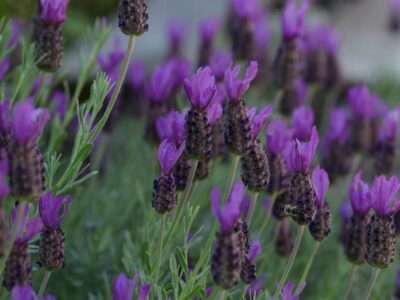 Lavandula stoechas.  Characteristics and cultivation of wild lavender