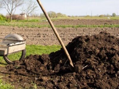 How to choose the manure and fertilize the garden