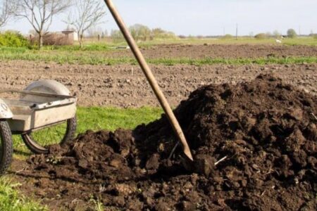 How to choose the manure and fertilize the garden