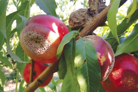 The main diseases of the peach tree.  What they are and how to prevent them