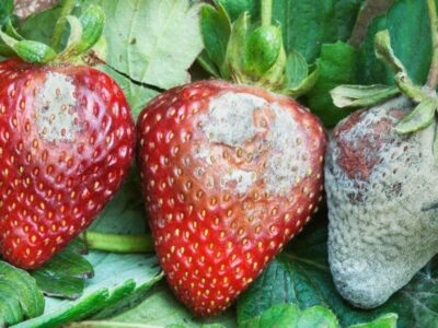 The main diseases of strawberries.  Biological prevention and defense
