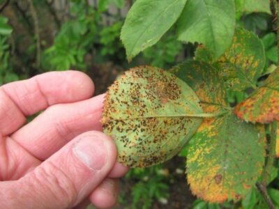 Diseases of roses.  How to recognize and treat them