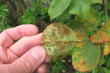 Diseases of roses.  How to recognize and treat them