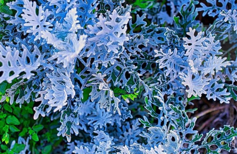 Maritime Cineraria