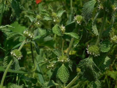 Horehound (Marrubium vulgare).  Characteristics, properties and uses