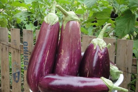 Eggplant (Solanum melongena).  Properties, benefits and cooking secrets