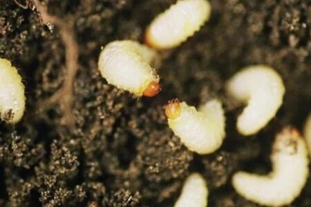 Entomopathogenic nematodes.  The organic fight against plant parasites