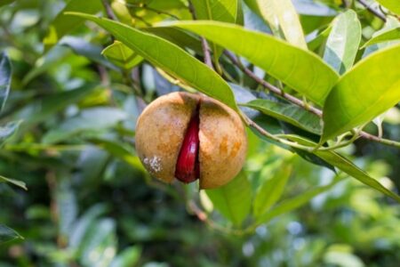 Nutmeg (Myristica fragrans).  Features and uses