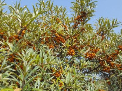 Sea buckthorn (Hippophae rhamnoides).  Cultivation and ownership
