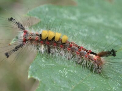 Ancient moth (Orgyia antiqua).  Damage to trees and biological defense