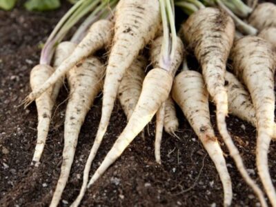 How to grow parsnips in the home garden