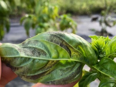 The downy mildew of basil (P. belbahrii).  Damage and agronomic prevention